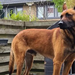 Rocky - Belgian Malinois
