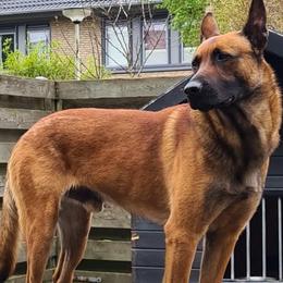 Rocky - Belgian Malinois