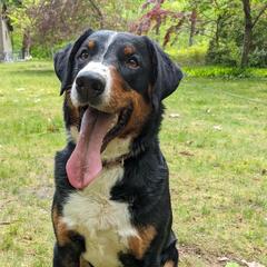 Appenzeller Sennenhunds from Cerberus Farms