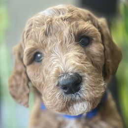 Poodles from Oodles of RED Poodles