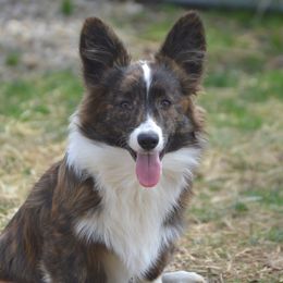 Vox - American Corgi