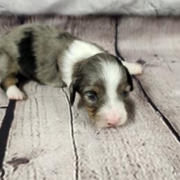 Laney - Dapple female Dachshund puppy in Anaconda, Montana from Williams Family Dachshunds