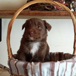 Australian Shepherd Puppies from AussieLand Shepherds
