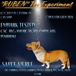 Ruben - American Corgi