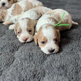 Lottie - Red and white female Cockapoo puppy in Pledger, Texas from Sugarbear Cockapoos
