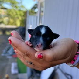Dolly - Black & white female Toy Australian Shepherd puppy in North Lakeport, California from Wild Rose Ranch