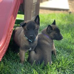 Belgian Malinois Puppies from Tehachapi Malinois