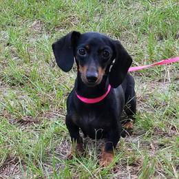 Pyper - Dachshund