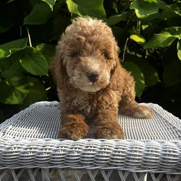 Goldendoodle Puppies from Mini Golden Doodles