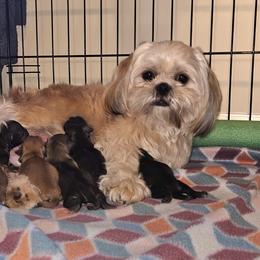 Shih Tzu Puppies from My Precious Paws – Shih Tzu