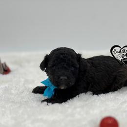 Buster - Black male Poodle puppy in Nashville, Arkansas from Cuddles n Curls