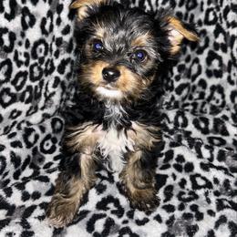 Girl 2 - Black and tan female Yorkshire Terrier puppy in Richland County, South Carolina from Nesha's Pawrific Tails