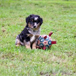 Aurora - Blue merle female Miniature Australian Shepherd puppy in Fort Smith, Arkansas from Rye Hill Aussies