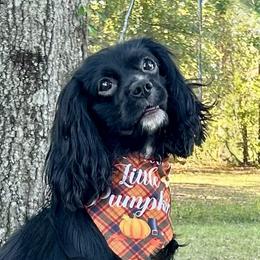 Padfoot - Coming Soon - Cavalier King Charles Spaniel