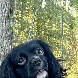 Padfoot - Coming Soon - Cavalier King Charles Spaniel