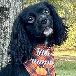 Padfoot - Coming Soon - Cavalier King Charles Spaniel