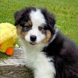 Oakley - Black tri-color female Australian Shepherd puppy in Red Oak, Texas from Wildwing Aussies