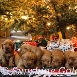 Golden Retriever Puppies from Sunshine Goldens