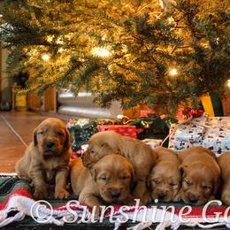Golden Retriever Puppies from Sunshine Goldens