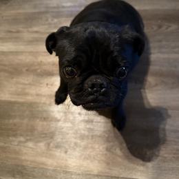 Luna - Pug