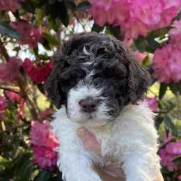 Baby Boy - Lagotto Romagnolo puppy in Westlake, Oregon from Premier Truffles