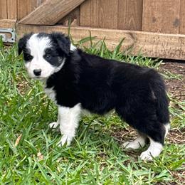 Till - Black and white male Border Collie puppy in Mckinney, Texas from Border Collies of Ruidoso