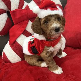 Chief - Apricot male Goldendoodle puppy in The Woodlands, Texas from Gracie's Goldendoodles and Bernedoodles