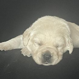 Puppy 4 - Yellow male Labrador Retriever puppy in Beavercreek, Oregon from Sweetwater Spring Labradors