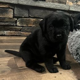 Girl 2 - Black Labrador Retriever puppy in Independence, Oregon from Buena Vista Labradors