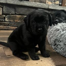 Girl 2 - Black Labrador Retriever puppy in Independence, Oregon from Buena Vista Labradors