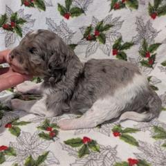 Sapphire - female Australian Mountain Doodle puppy in Placerville, California from Quartz Mountain Doodles