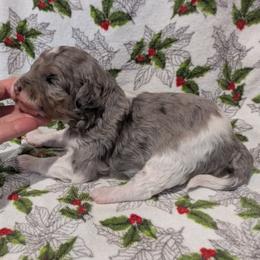 Sapphire - female Australian Mountain Doodle puppy in Placerville, California from Quartz Mountain Doodles