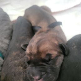 Black Girl - Fawn Cane Corso puppy in Montgomery, New York from Mormaxx Kennel