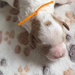 Wilder - male Cavapoo puppy in Jerome, Michigan from Haaspawz