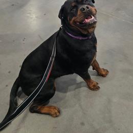 Pebbles - Rottweiler