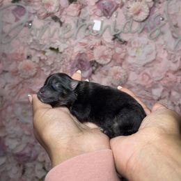 Dasher - Black and tan male Pomeranian puppy in Newport News, Virginia from Nel’s Pomeranians