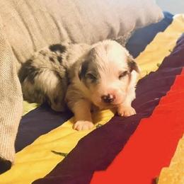 Romeo - Blue merle male Australian Shepherd puppy in Williston, Florida from Over The Rainbow Aussies