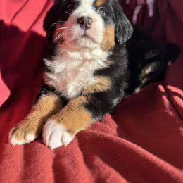 Sally - Black rust and white female Bernese Mountain Dog puppy in Enterprise, Utah from High Desert Bernese