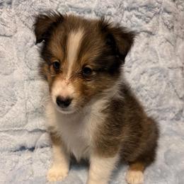 Male 1 - Sable and white male Shetland Sheepdog puppy in Hobbs, New Mexico from Kailyn Shelties