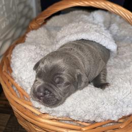 Cane Corso Puppies from Legacy Bloodline