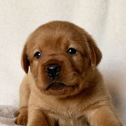 Sienna - Yellow female Labrador Retriever puppy in Hudson, New York from Hudson Valley Labradors