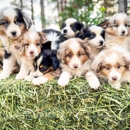 Miniature American Shepherd and Miniature Australian Shepherd Puppies from Whiskeytown Aussies