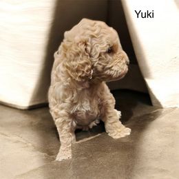 AKC girl Yuki 2300 NATURAL TAIL - Cream female Poodle puppy in Cartersville, Georgia from Alpha Tiny Paws