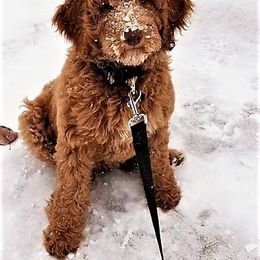 Goldendoodle Puppies from Bluebell Goldendoodles