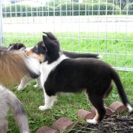 Shetland Sheepdog Puppies from Fancypants Shetland Sheepdogs