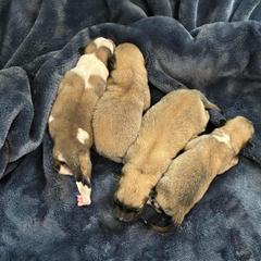 Icelandic Sheepdog puppies from Valhalla Icelandic Sheepdogs
