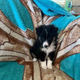 Betty - Black and white female Shetland Sheepdog puppy in Kerville, Texas from Cedar Hill Kennels