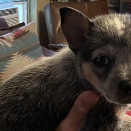 Girl 4 - Australian Cattle Dog puppy from BMK Heelers