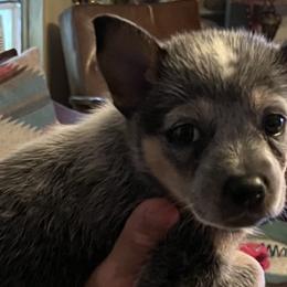 Girl 4 - Australian Cattle Dog puppy from BMK Heelers