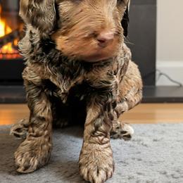 Bernedoodle Puppies from Home Grown Hearts Doodles